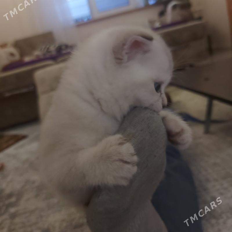 котенок - Ашхабад - img 3
