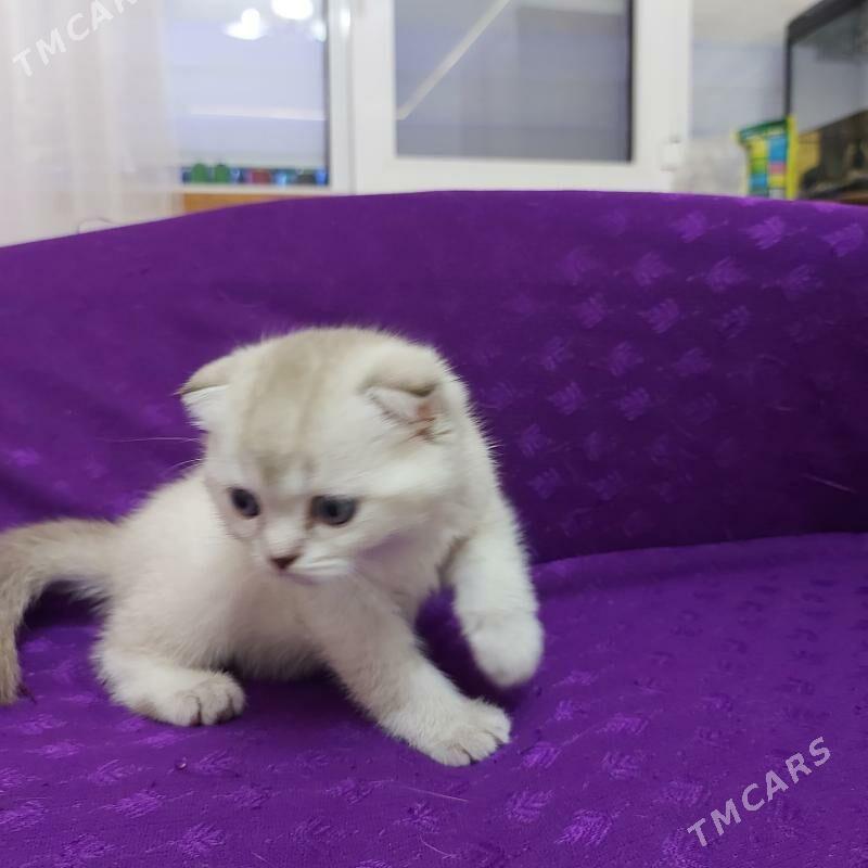 котенок - Ашхабад - img 7
