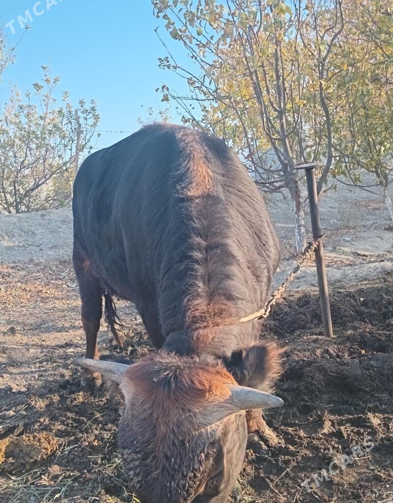 okuz - Bäherden - img 2