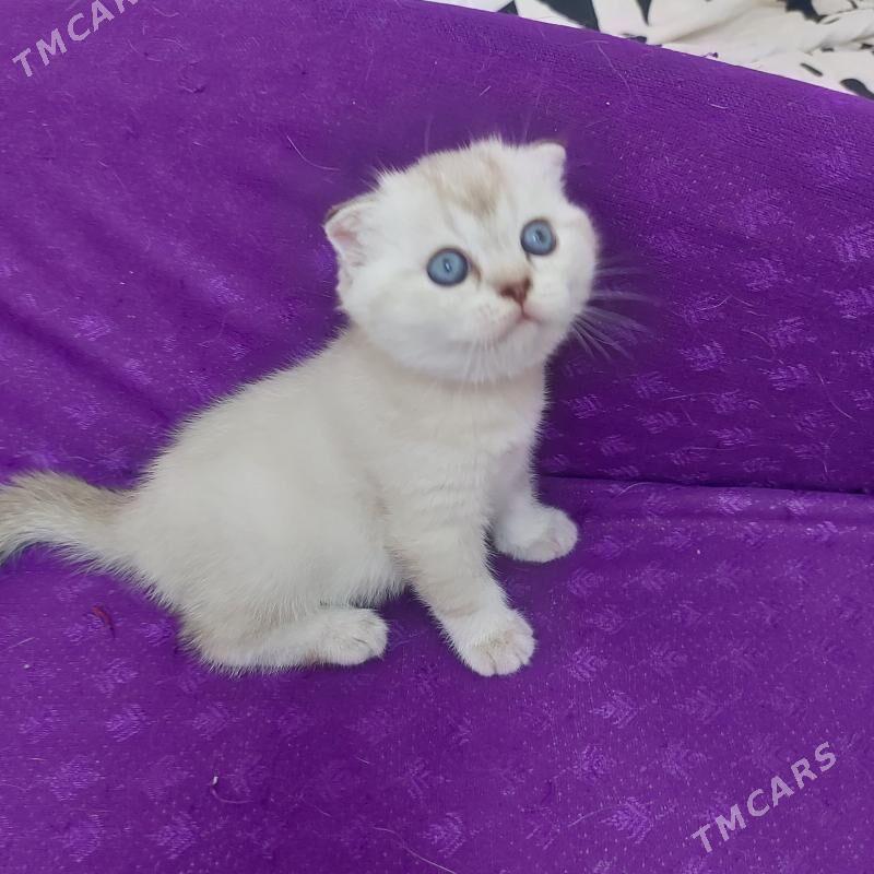 котенок - Ашхабад - img 6