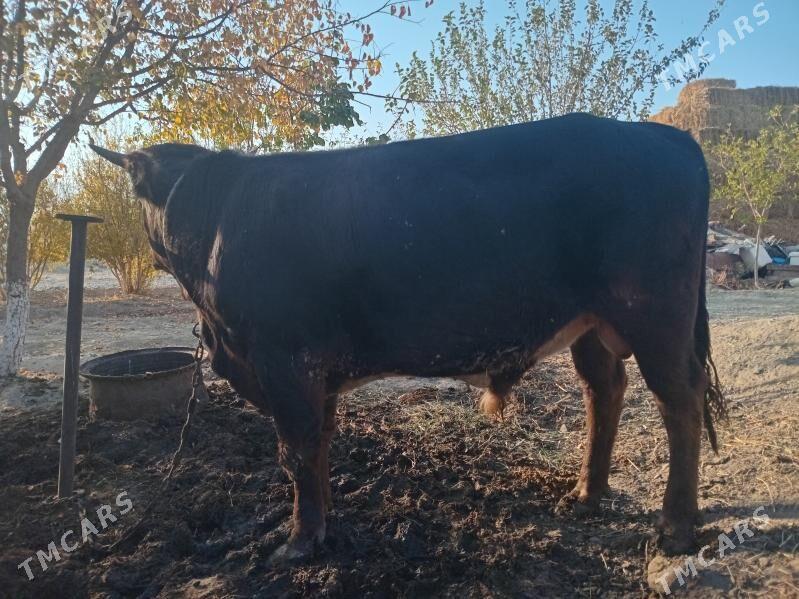 okuz - Bäherden - img 5