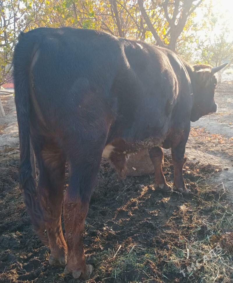 okuz - Bäherden - img 1