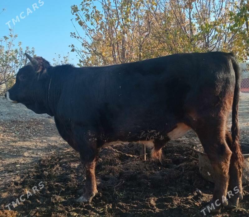 okuz - Bäherden - img 4