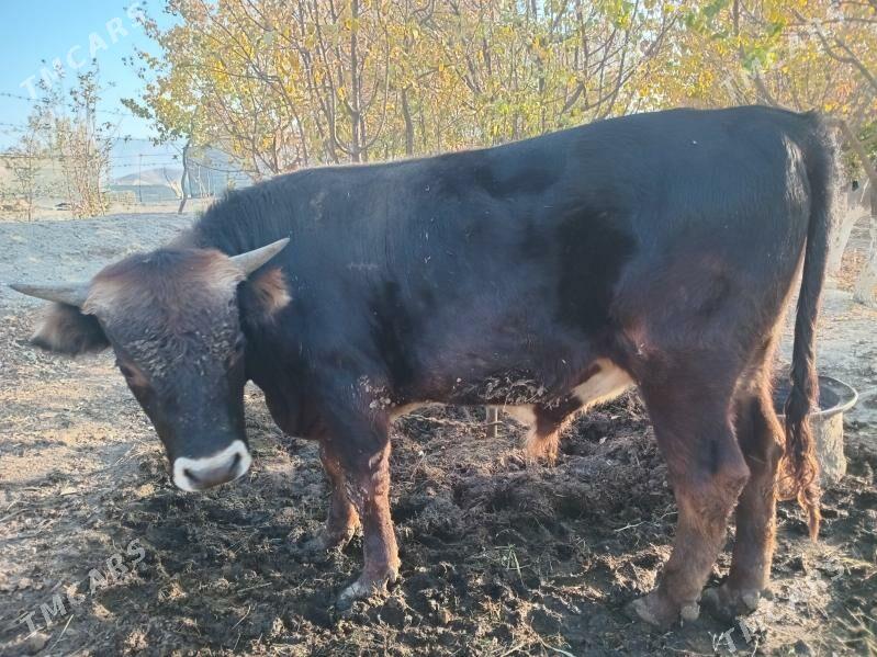 okuz - Bäherden - img 3