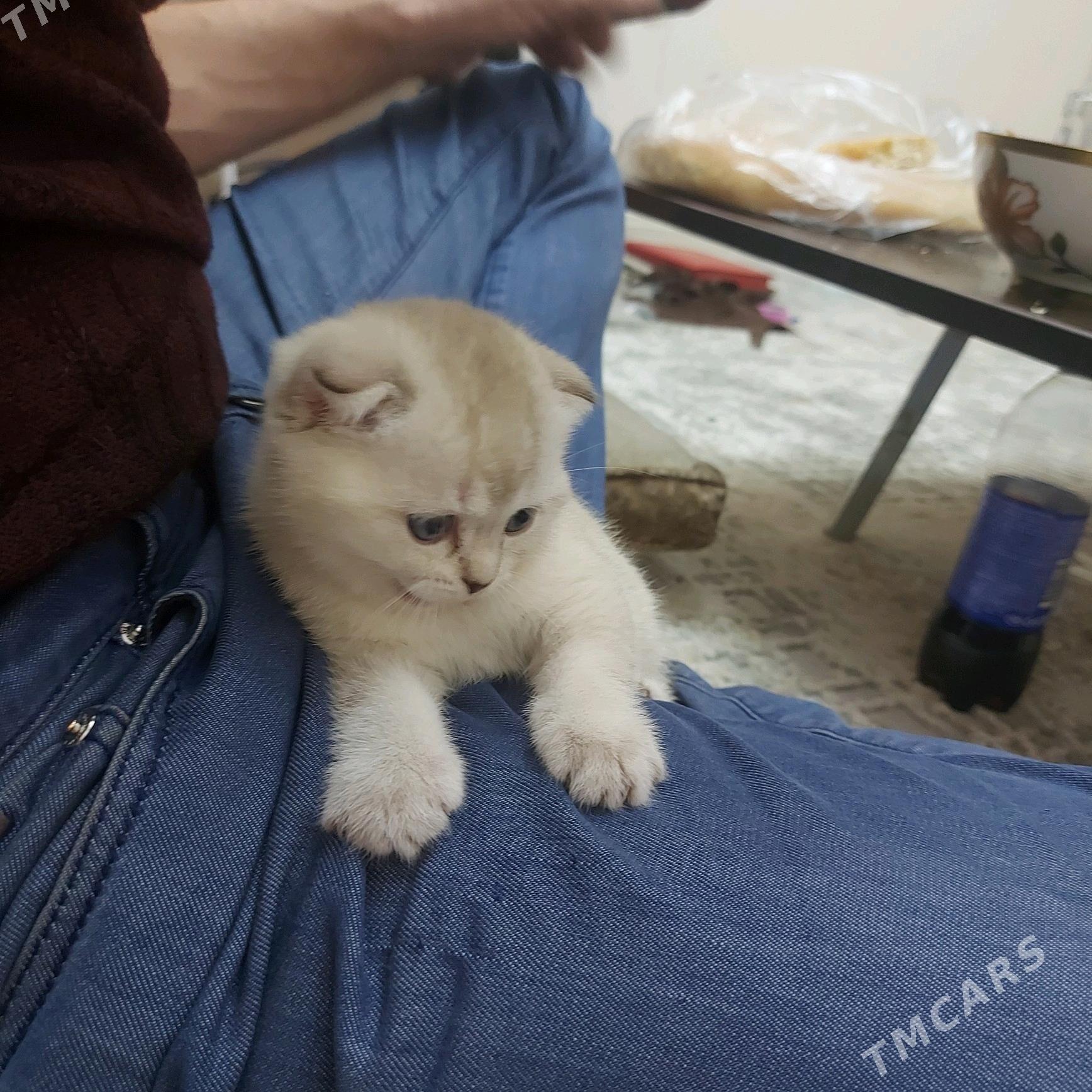 котенок - Ашхабад - img 5