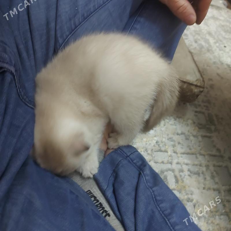 котенок - Ашхабад - img 8