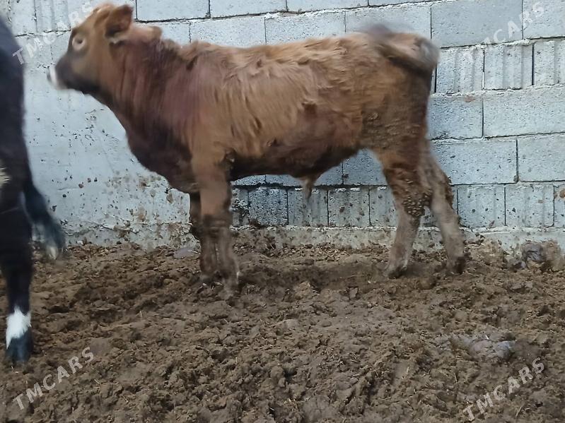 okuz - Büzmeýin - img 2