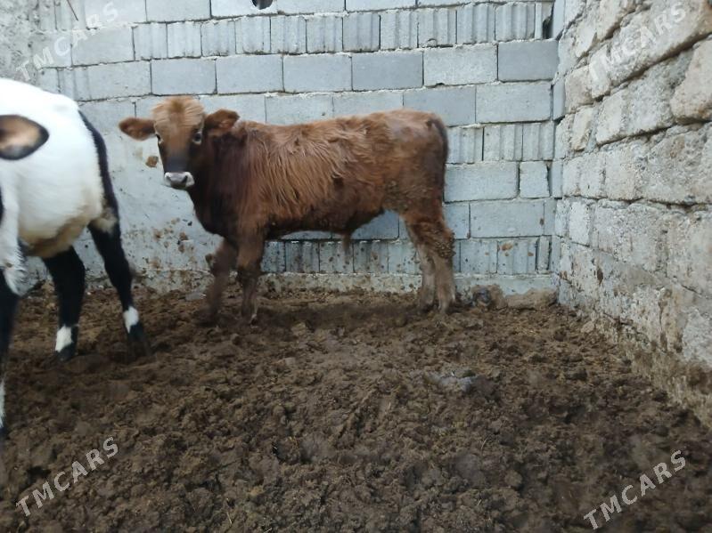 okuz - Büzmeýin - img 3