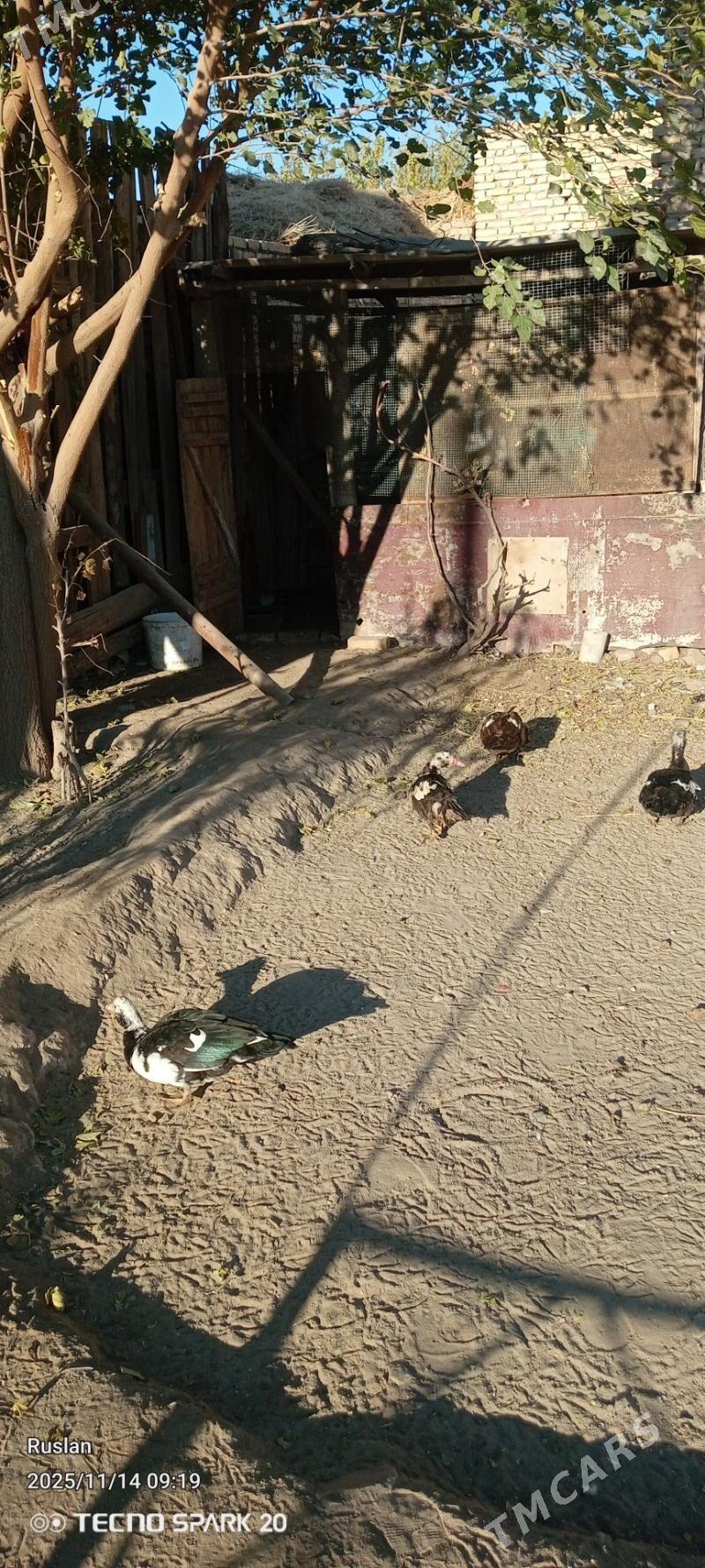 ordekler - Türkmenabat - img 1