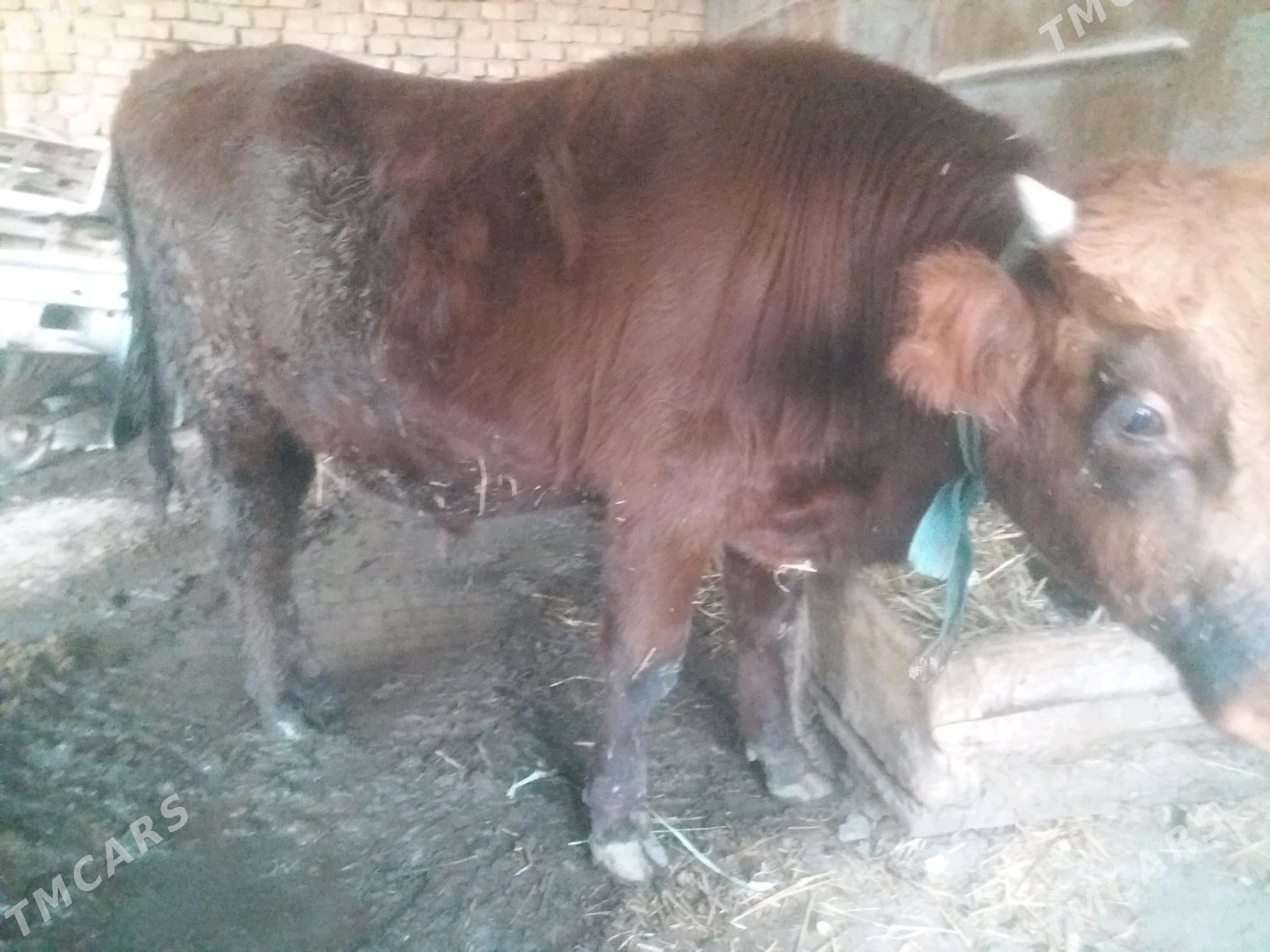 Öküz - Теджен - img 2