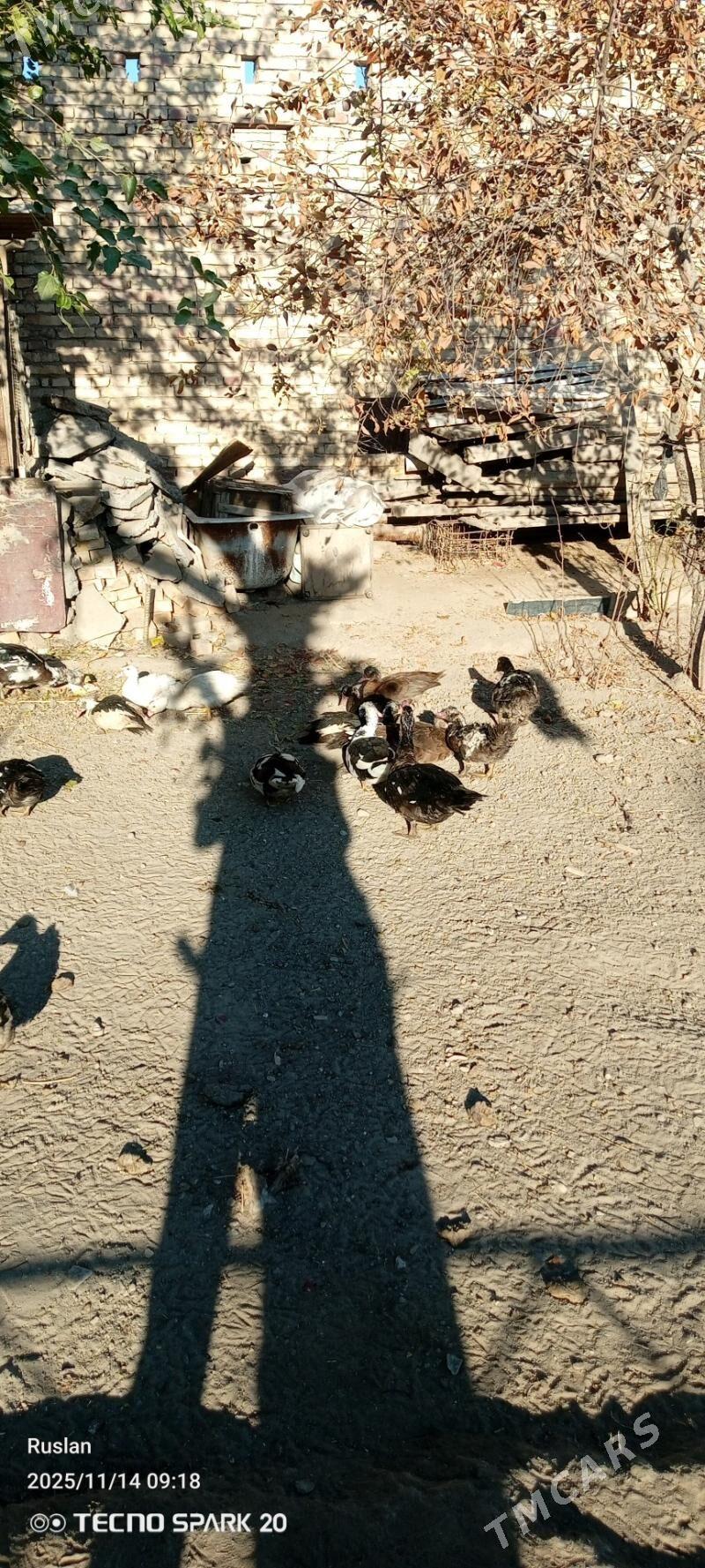 ordekler - Türkmenabat - img 3