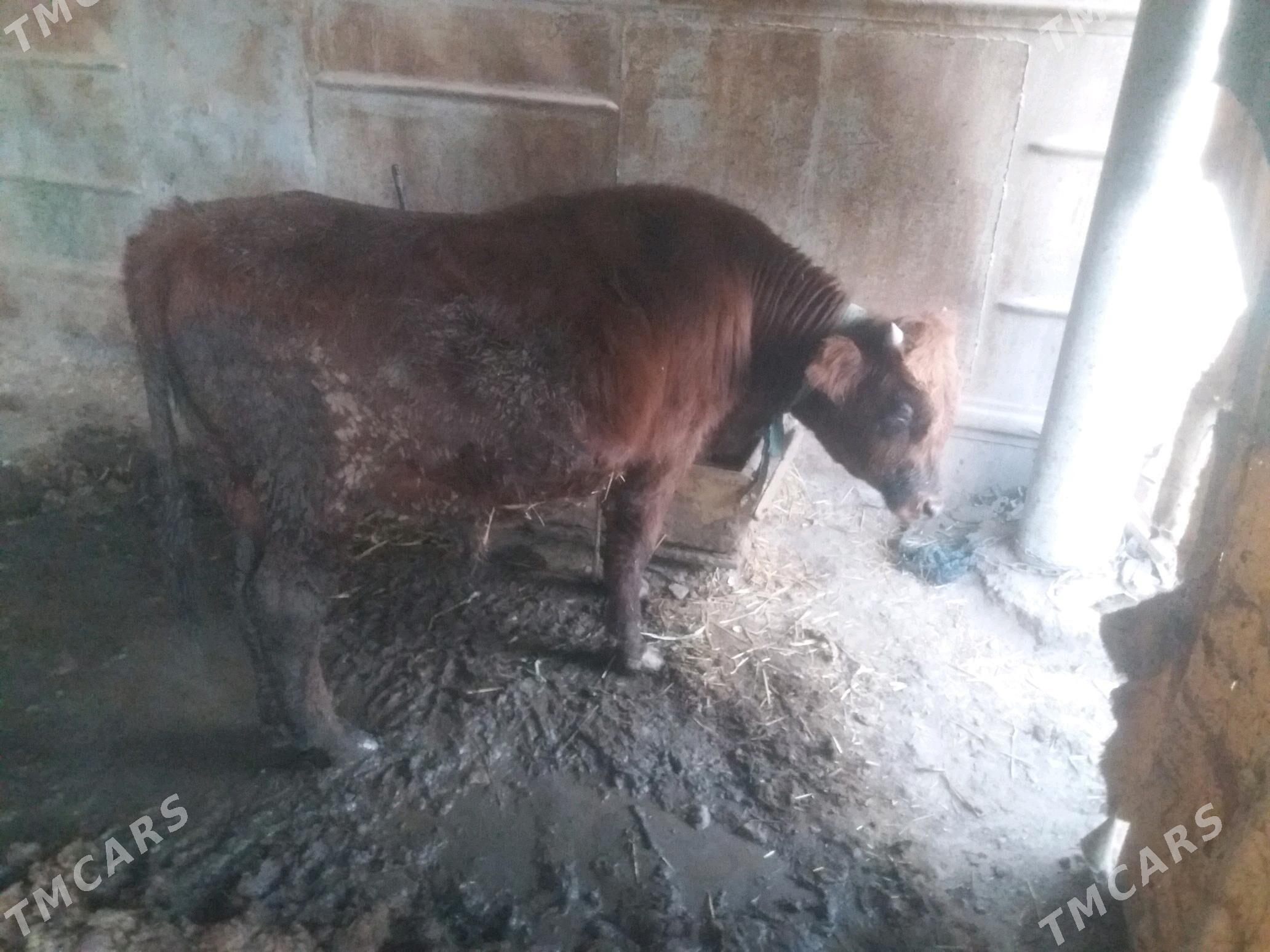 Öküz - Теджен - img 1