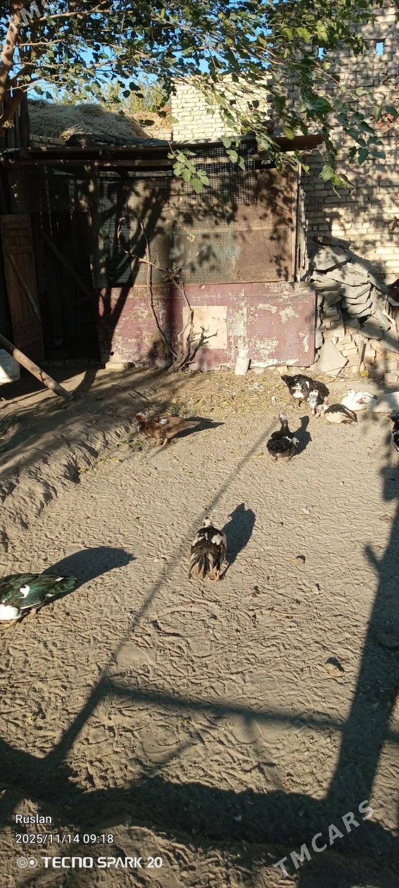 ordekler - Türkmenabat - img 4