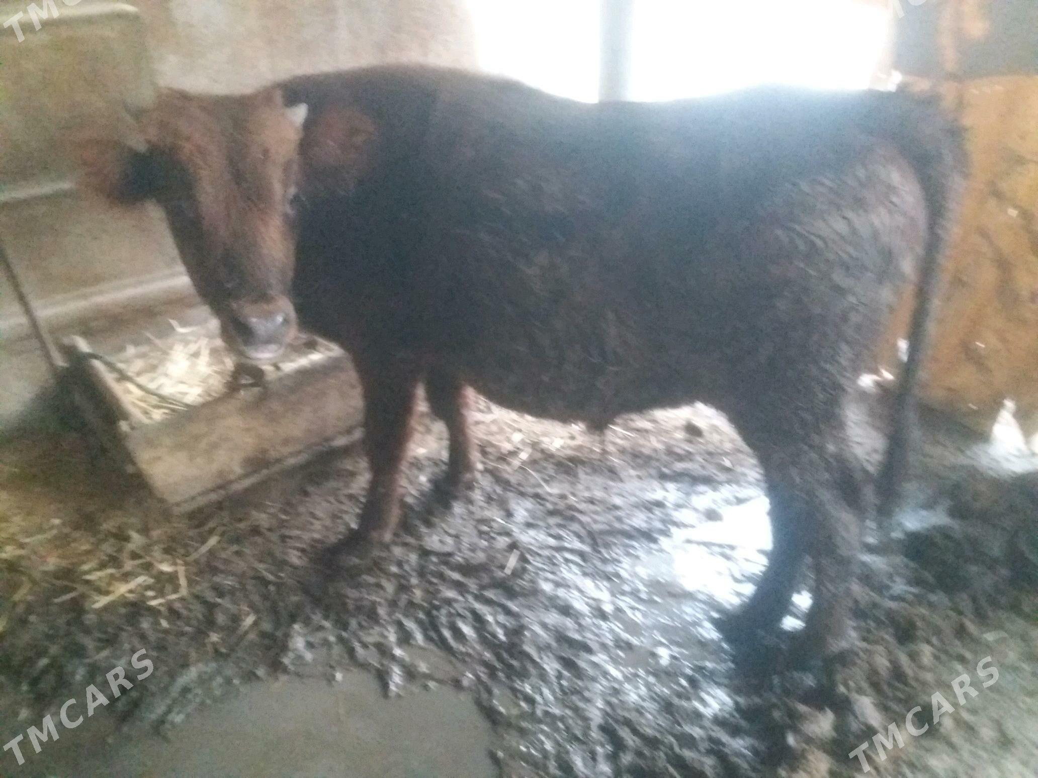 Öküz - Теджен - img 3