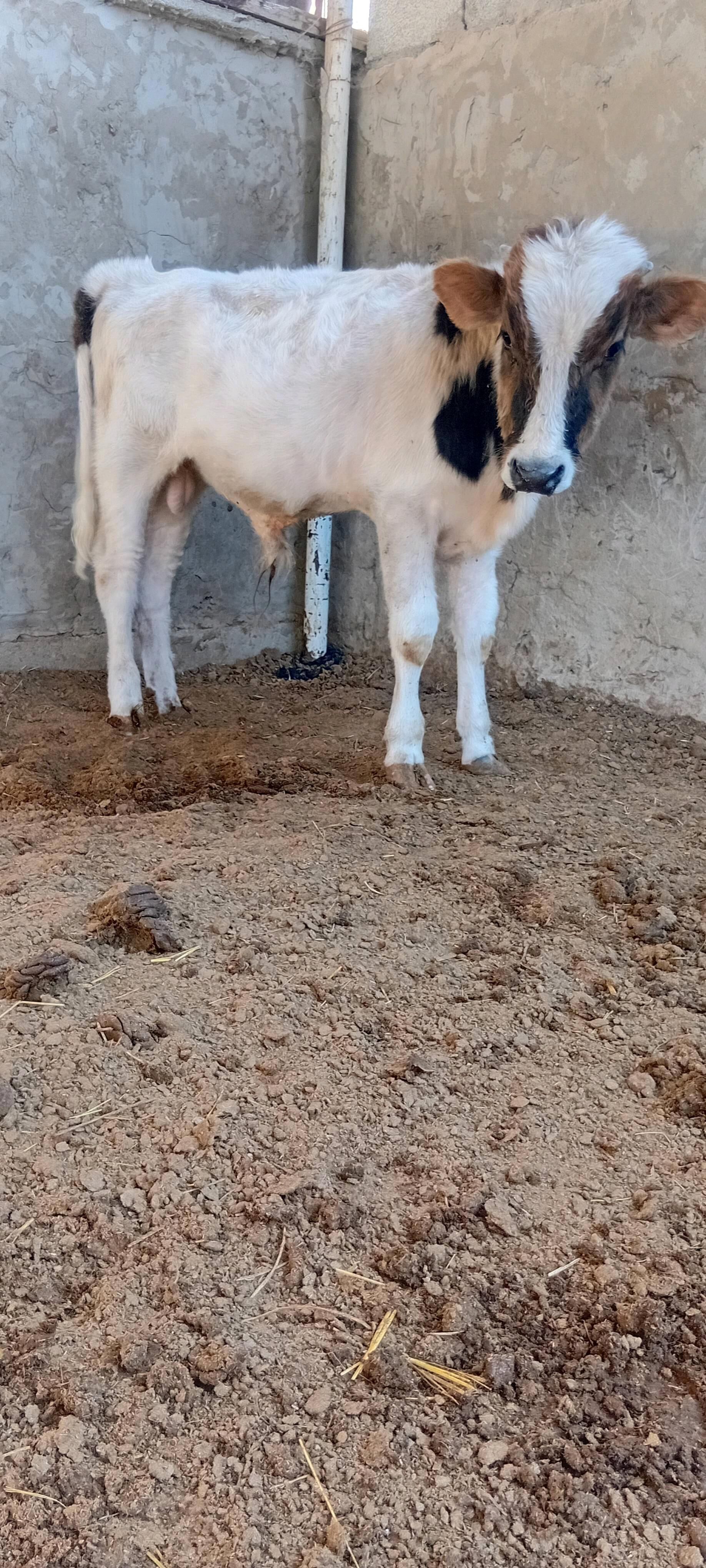 tohum öküz - Бахарден - img 1