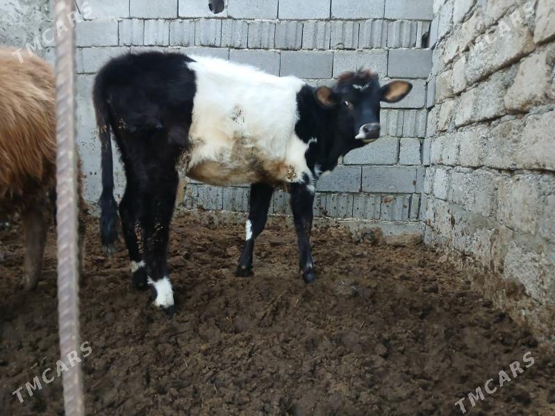 alaja tuwe - Büzmeýin - img 3