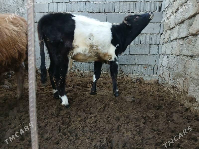 alaja tuwe - Büzmeýin - img 2