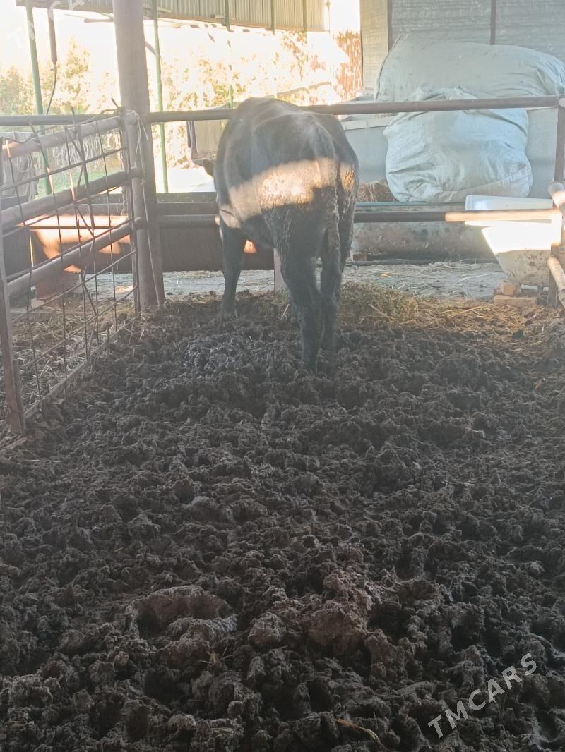 окуз - Türkmenabat - img 4