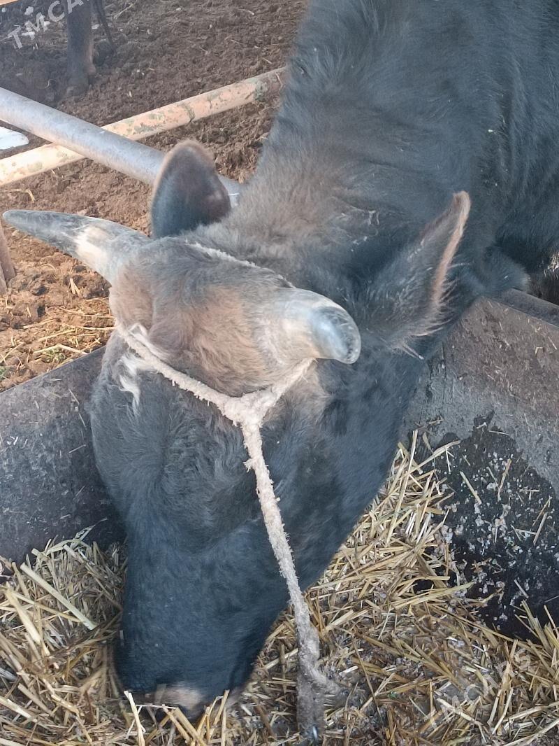 окуз - Türkmenabat - img 1