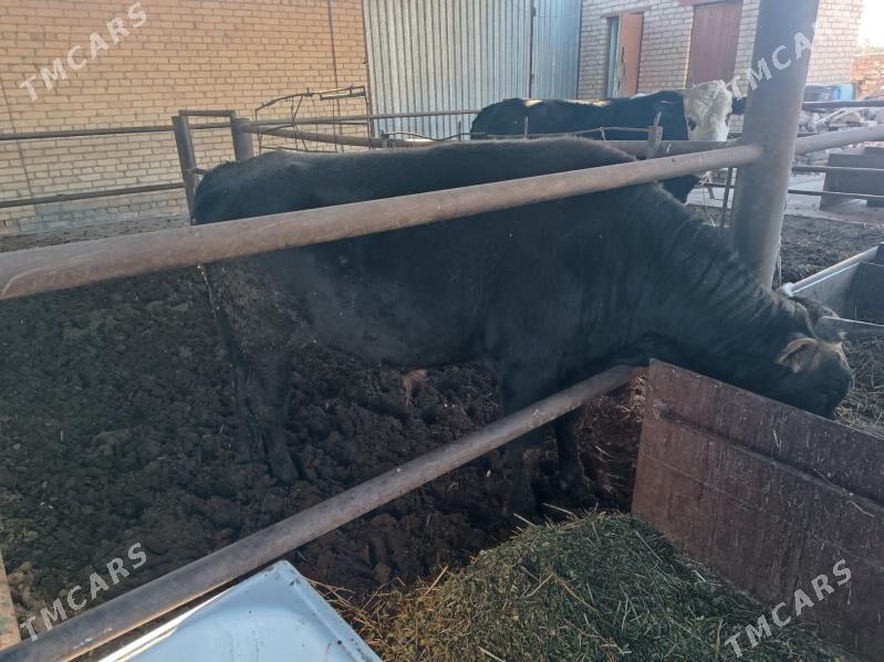 окуз - Türkmenabat - img 3