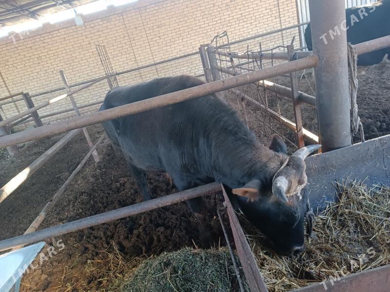 окуз - Türkmenabat - img 2