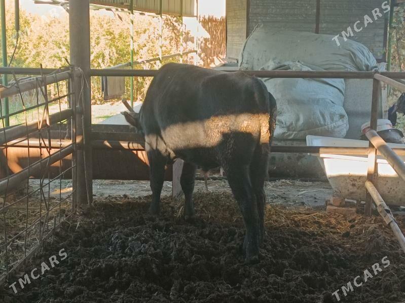 окуз - Türkmenabat - img 5