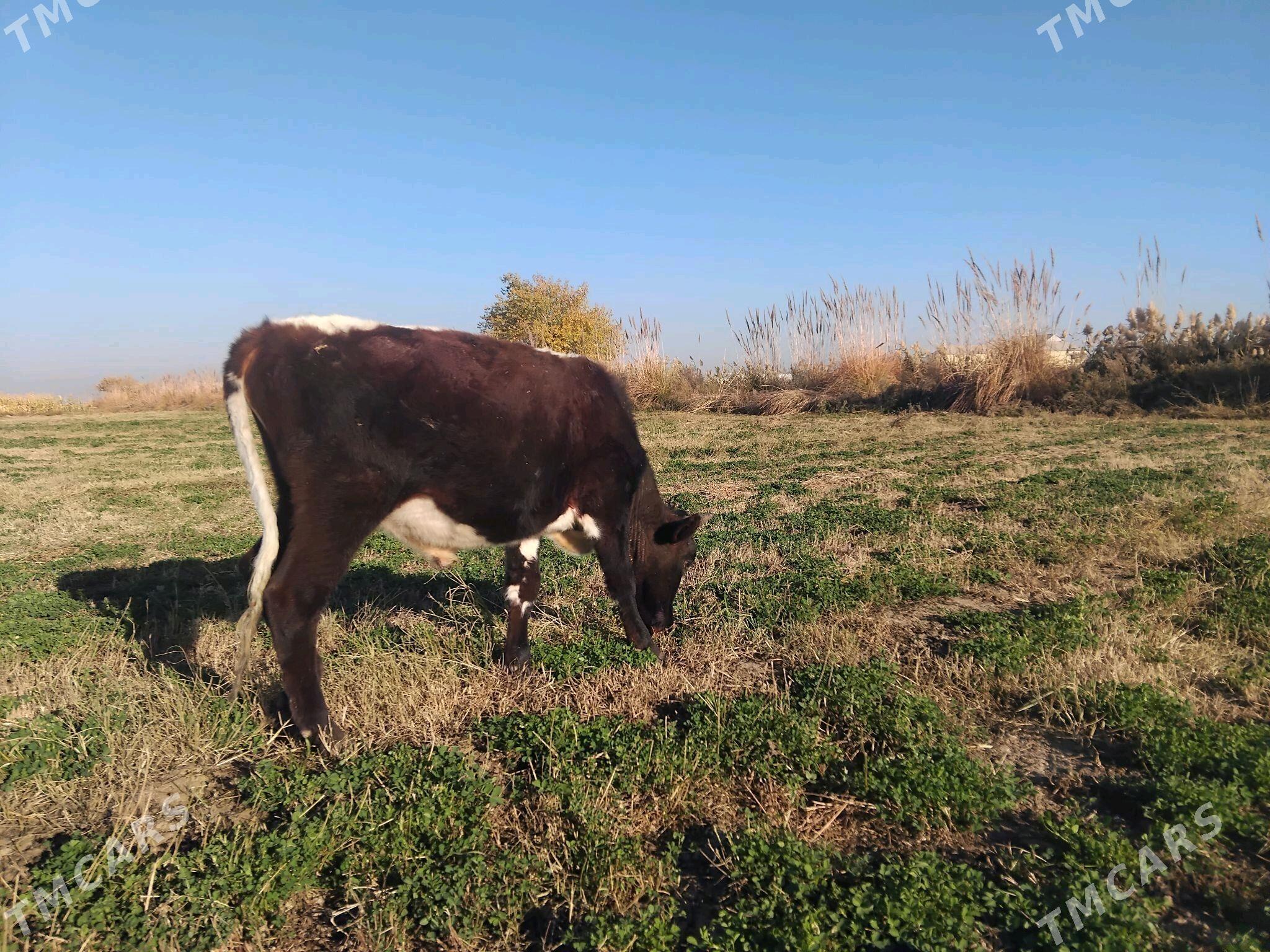 Öküz - Сакарчага - img 2