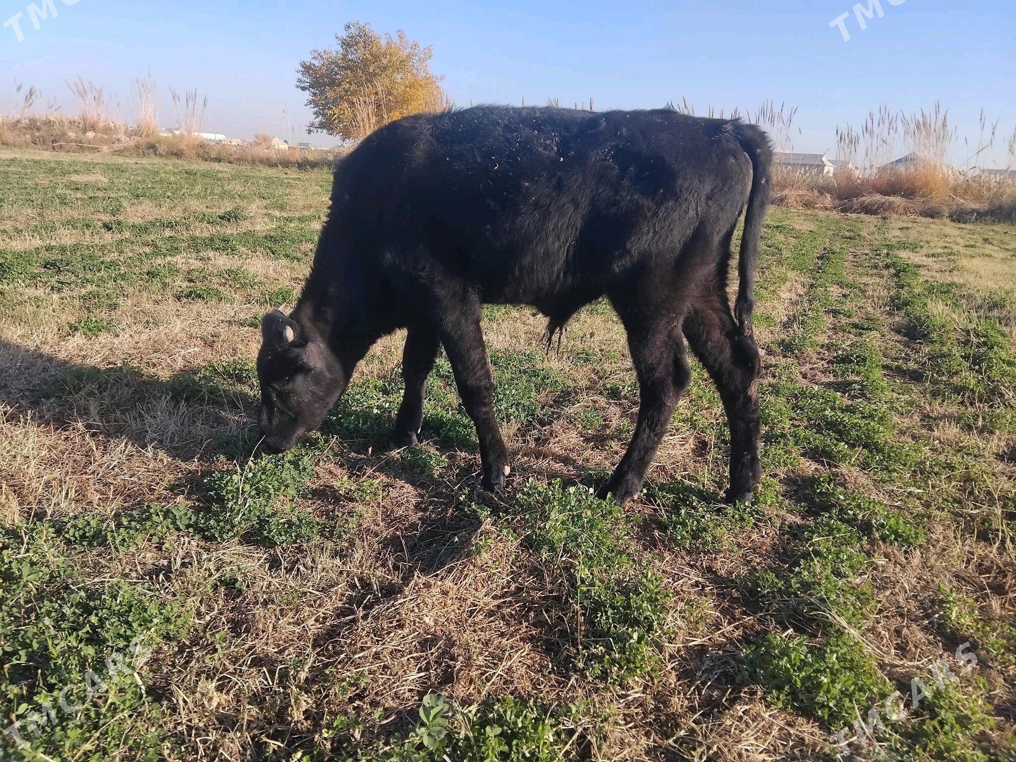 Öküz - Сакарчага - img 3