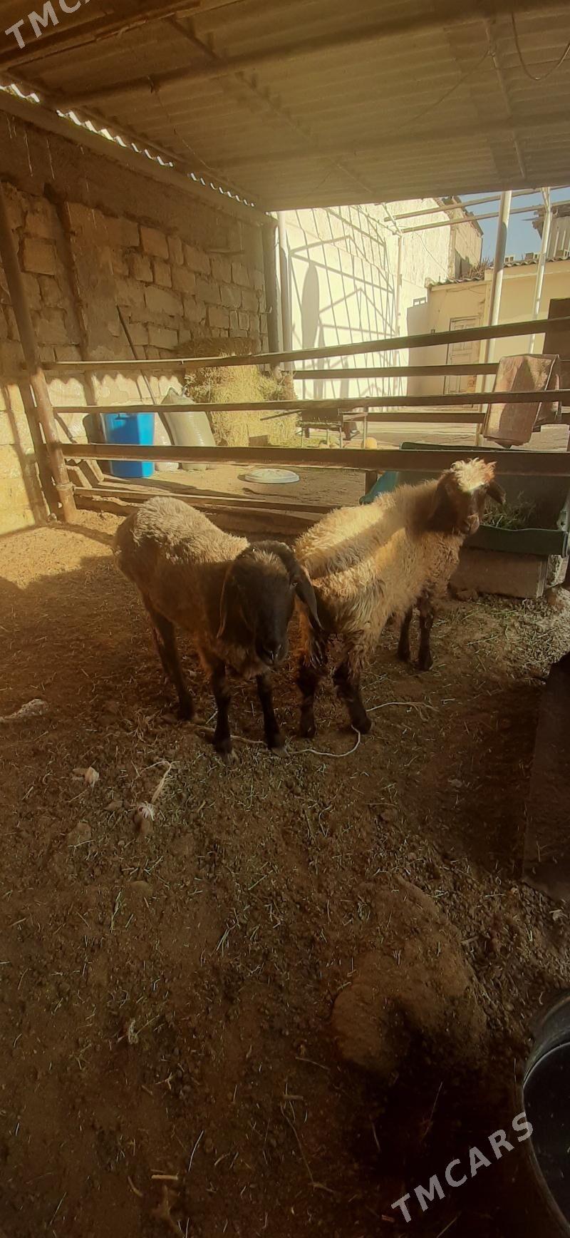 goyun - Бузмеин - img 2