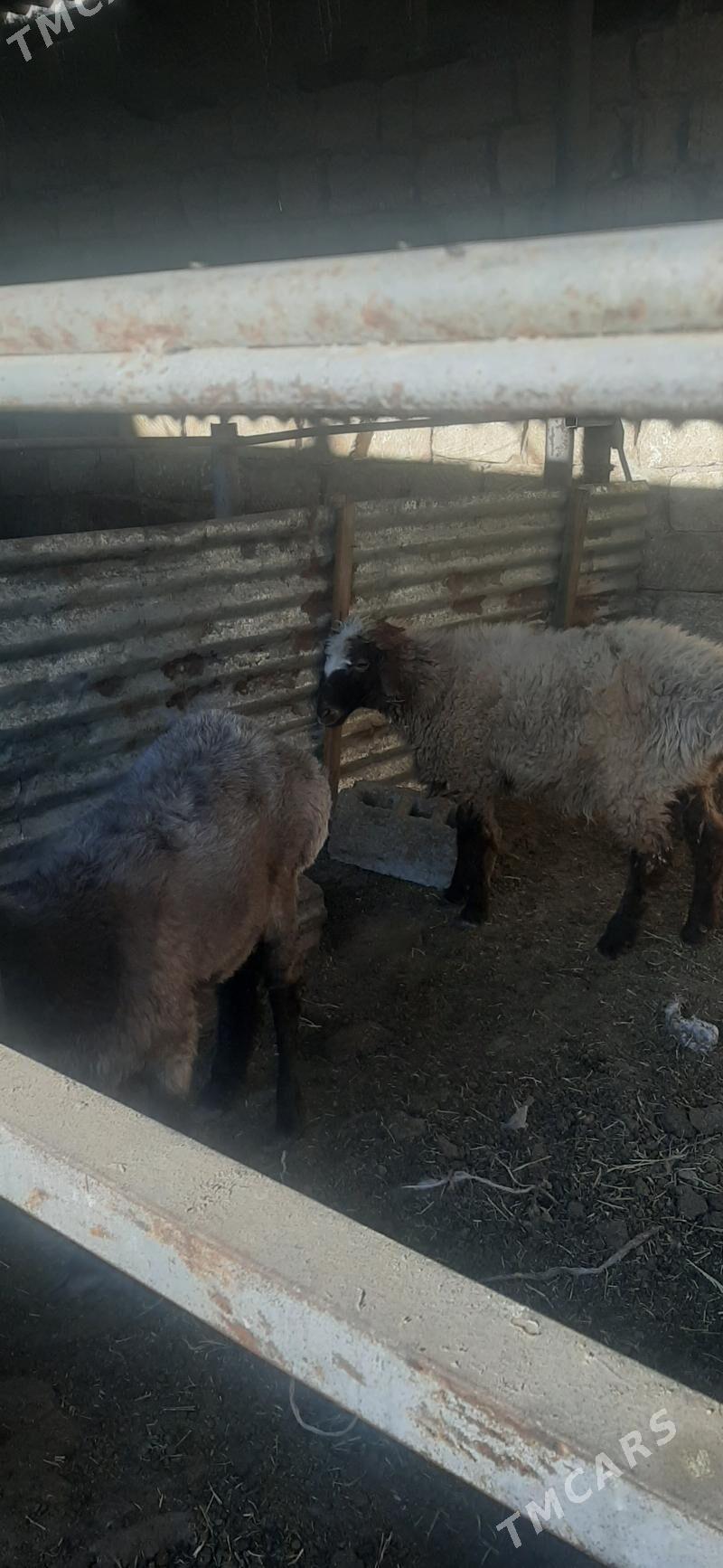 goyun - Бузмеин - img 5