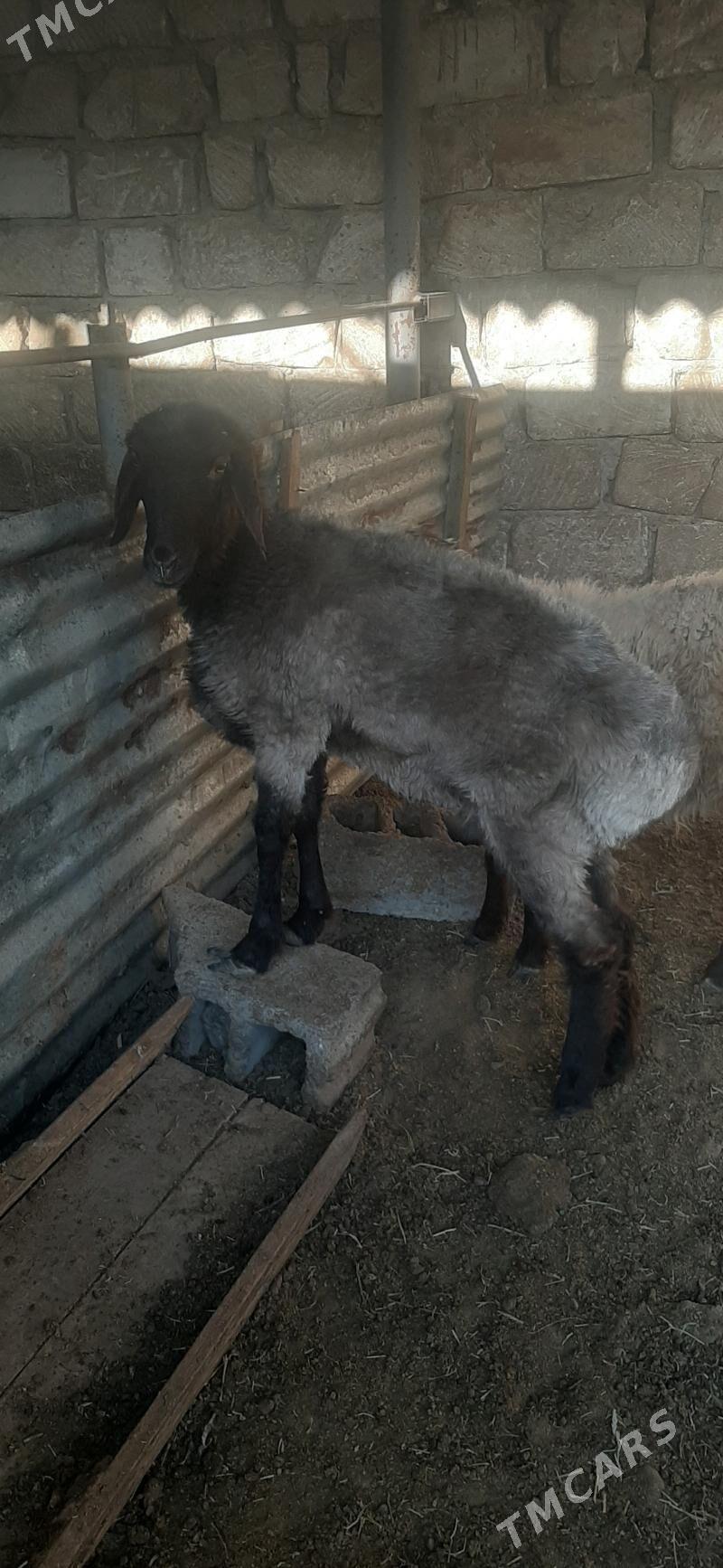 goyun - Бузмеин - img 4