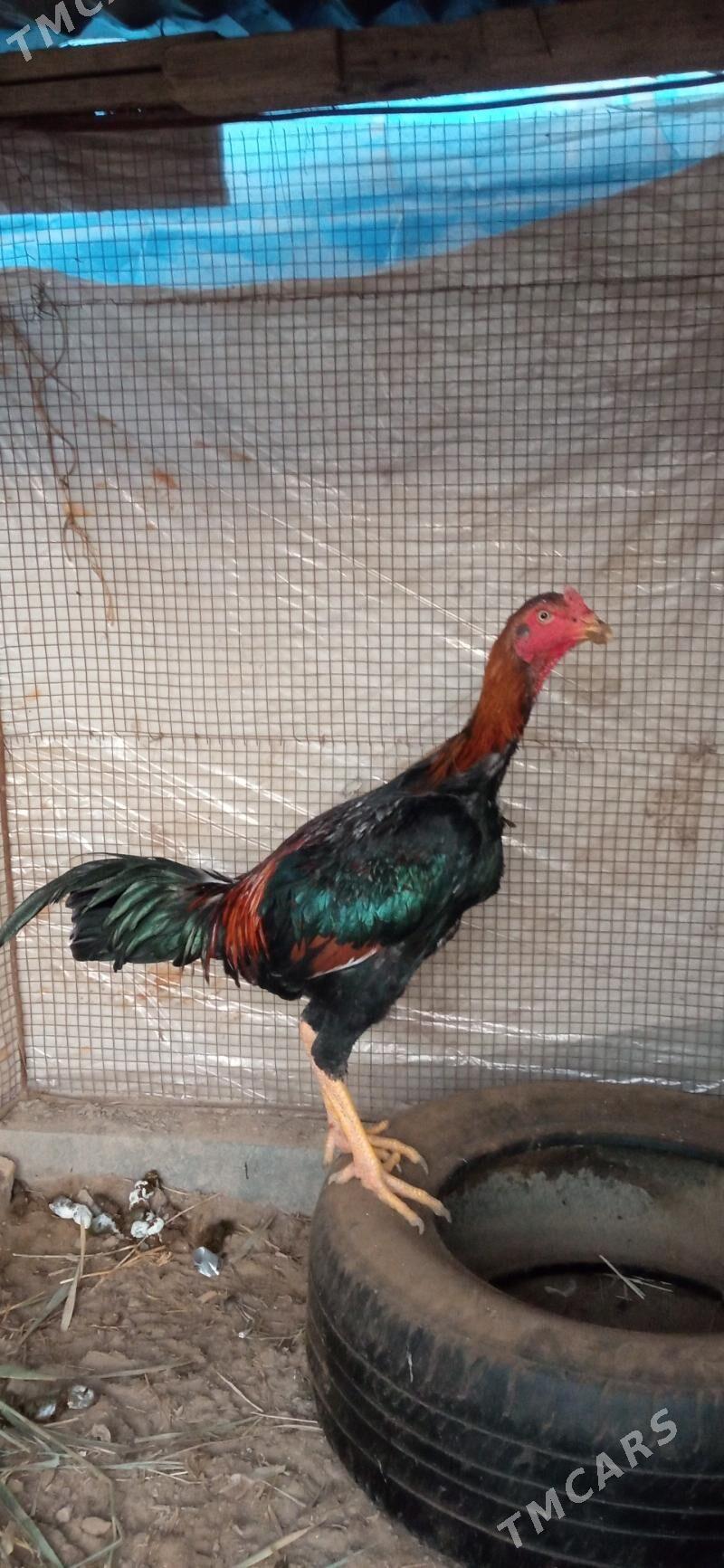 baysy juje - Чарджоу - img 3