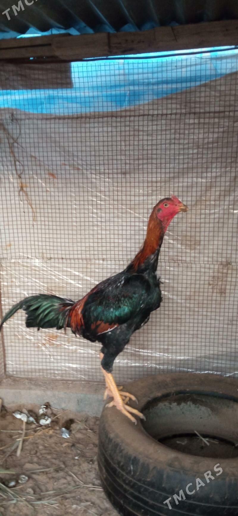 baysy juje - Чарджоу - img 2