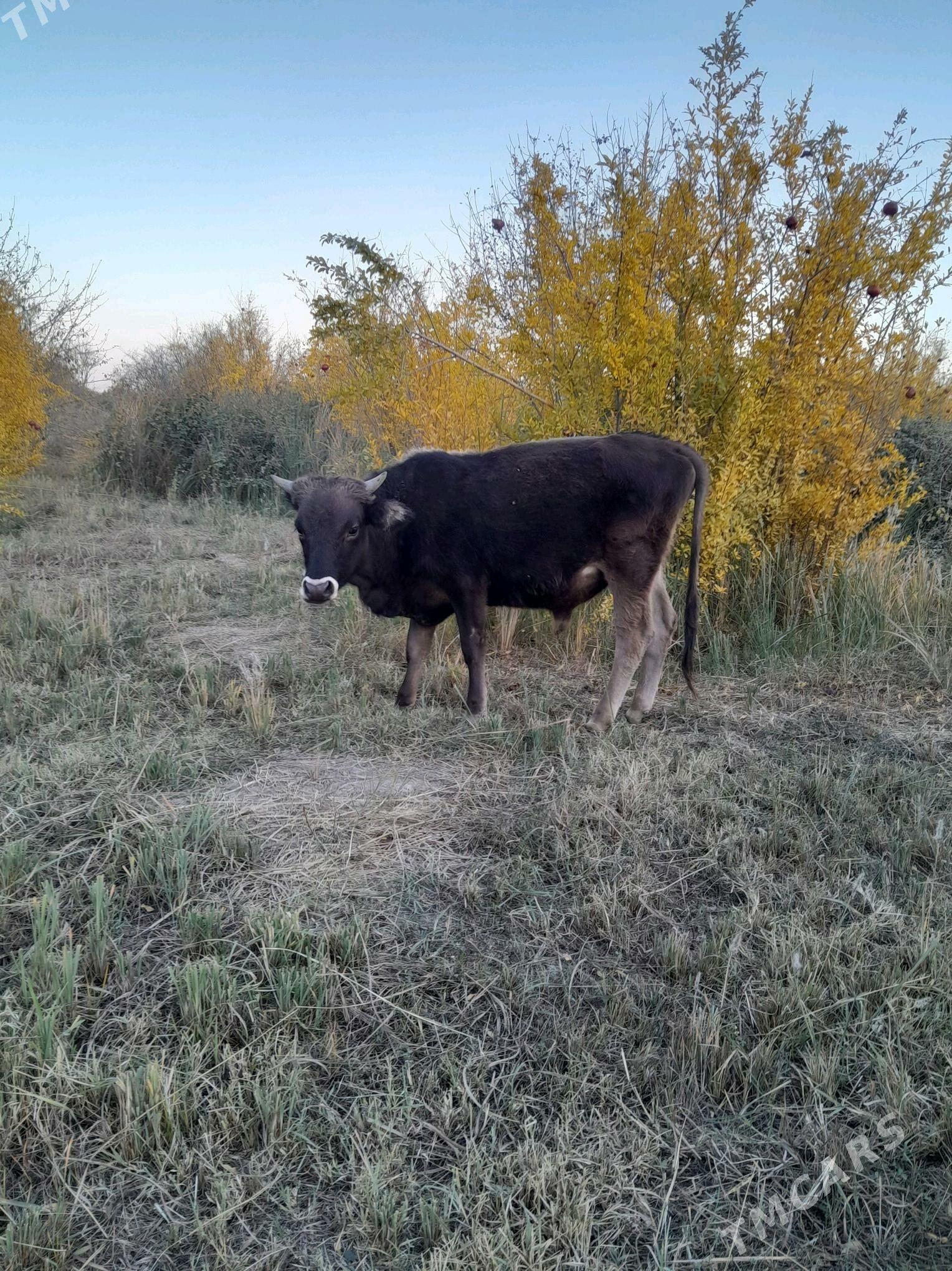 okuzce - Magtymguly - img 2