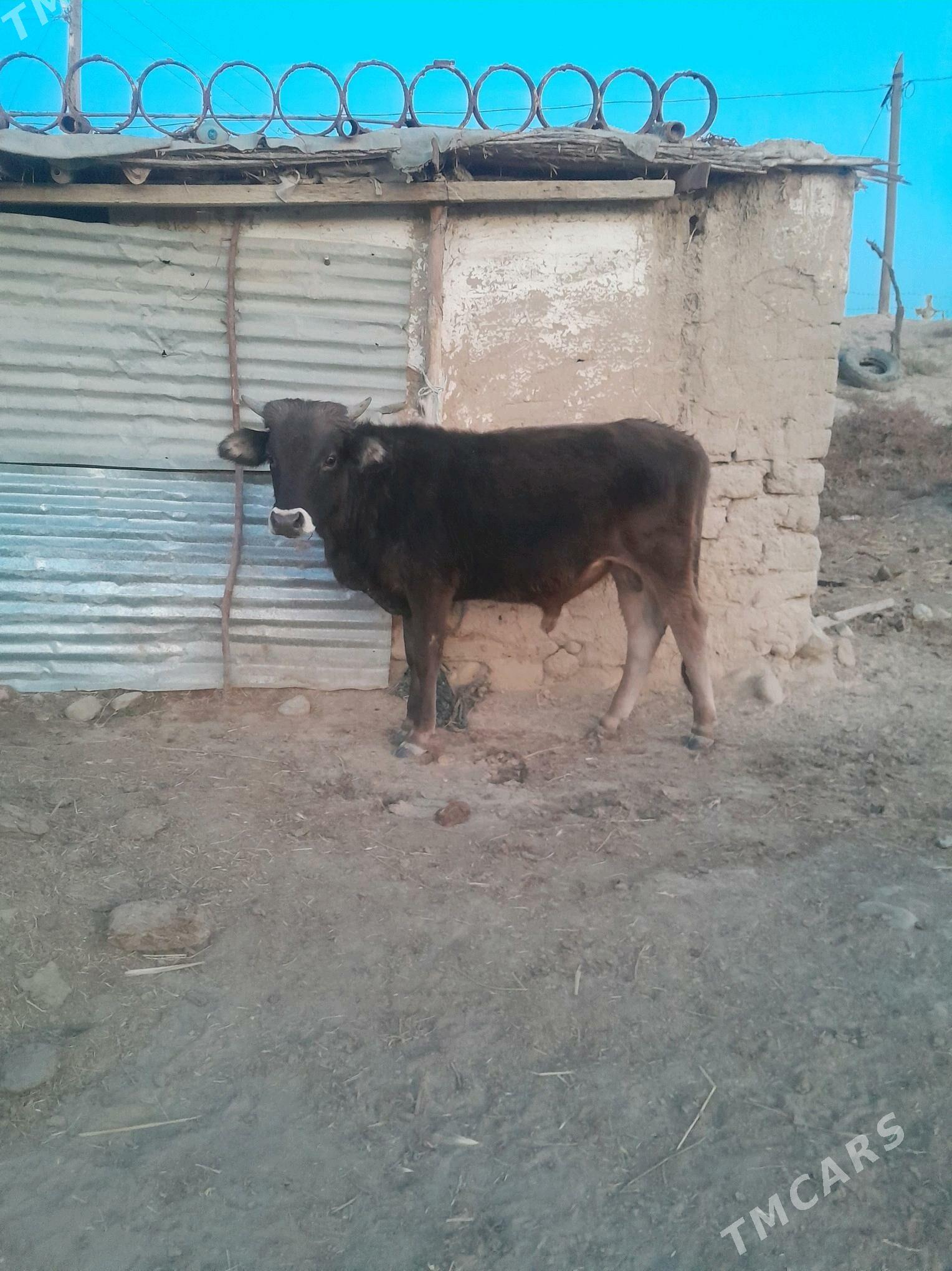 okuzce - Magtymguly - img 1