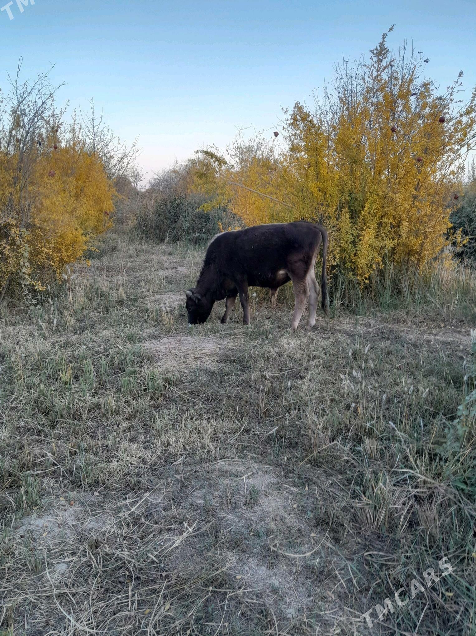 okuzce - Magtymguly - img 3