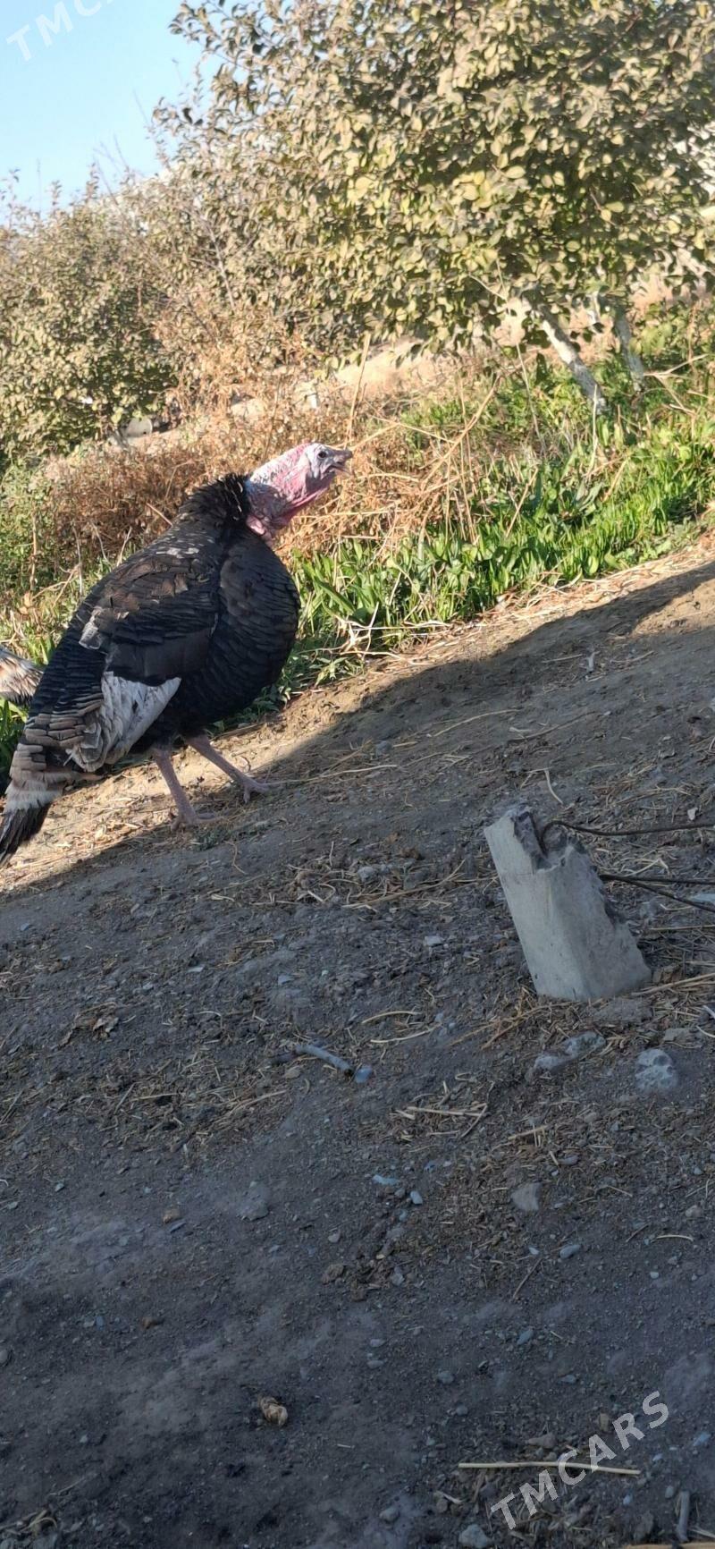 Induk - Bäherden - img 2