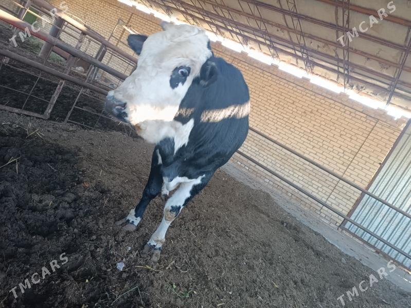 окуз - Türkmenabat - img 1