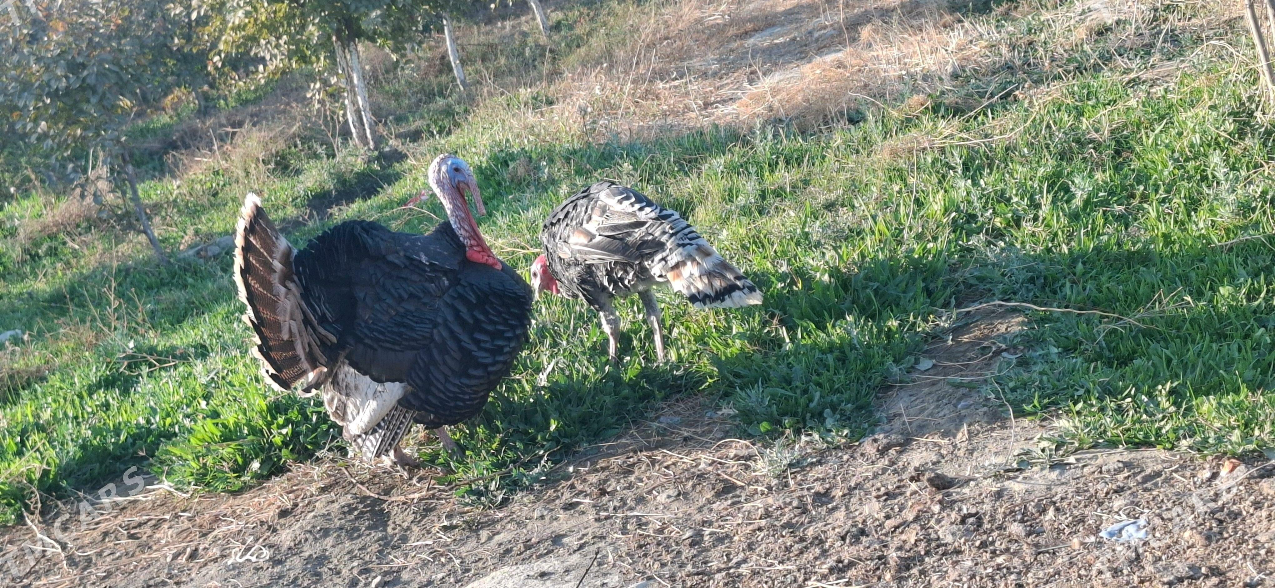 Induk - Bäherden - img 3