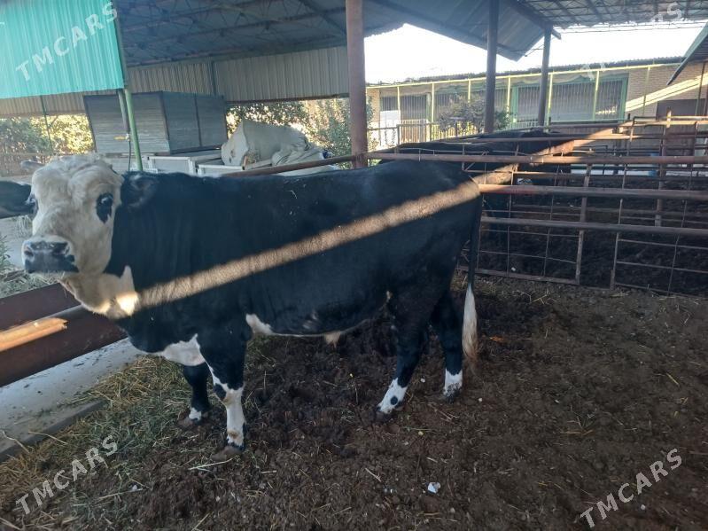 окуз - Türkmenabat - img 5