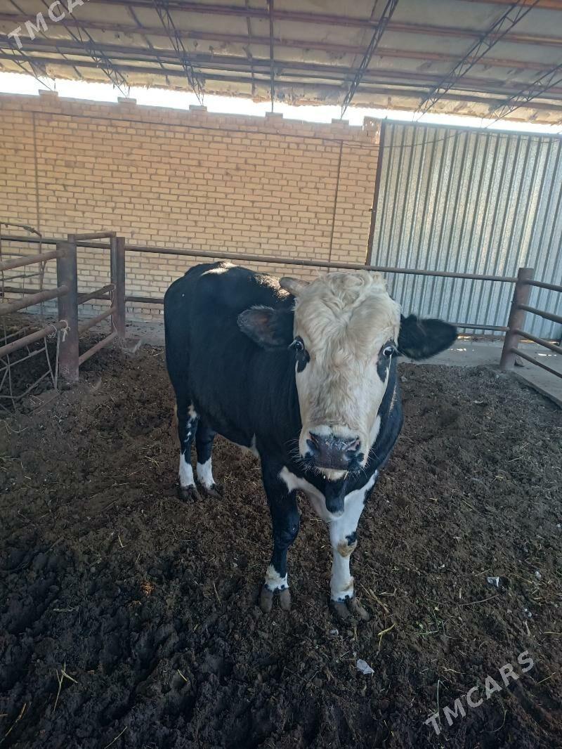 окуз - Türkmenabat - img 2