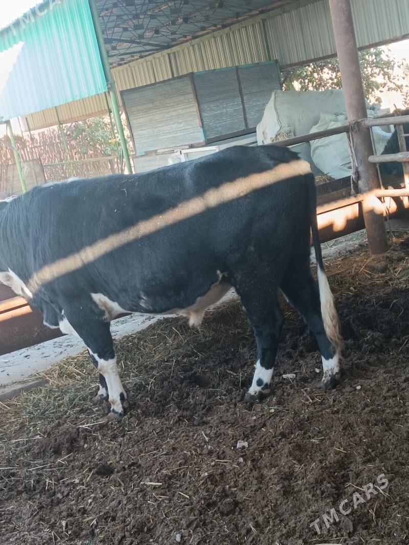 окуз - Türkmenabat - img 4