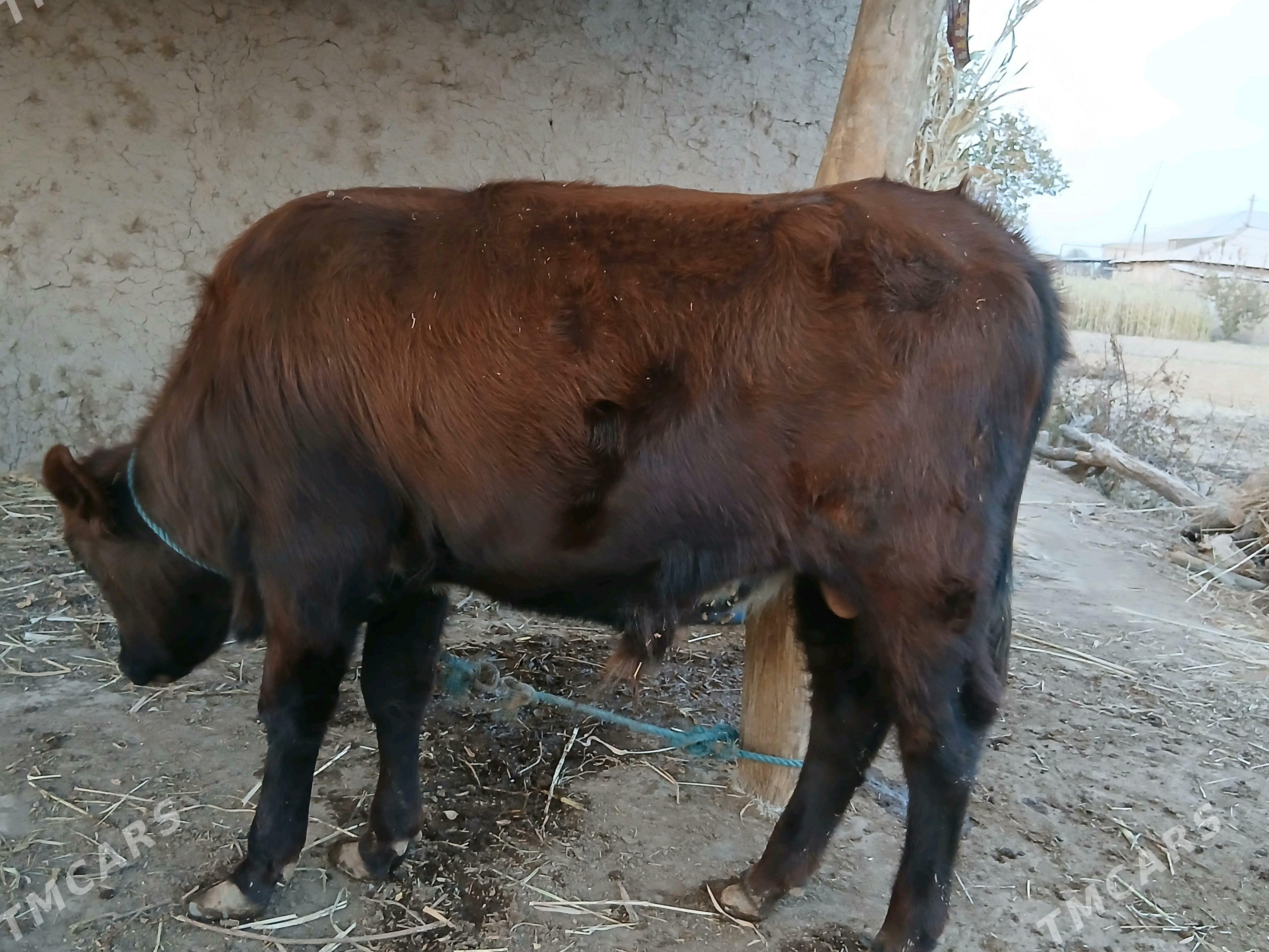 Okuz - Görogly (Tagta) - img 2