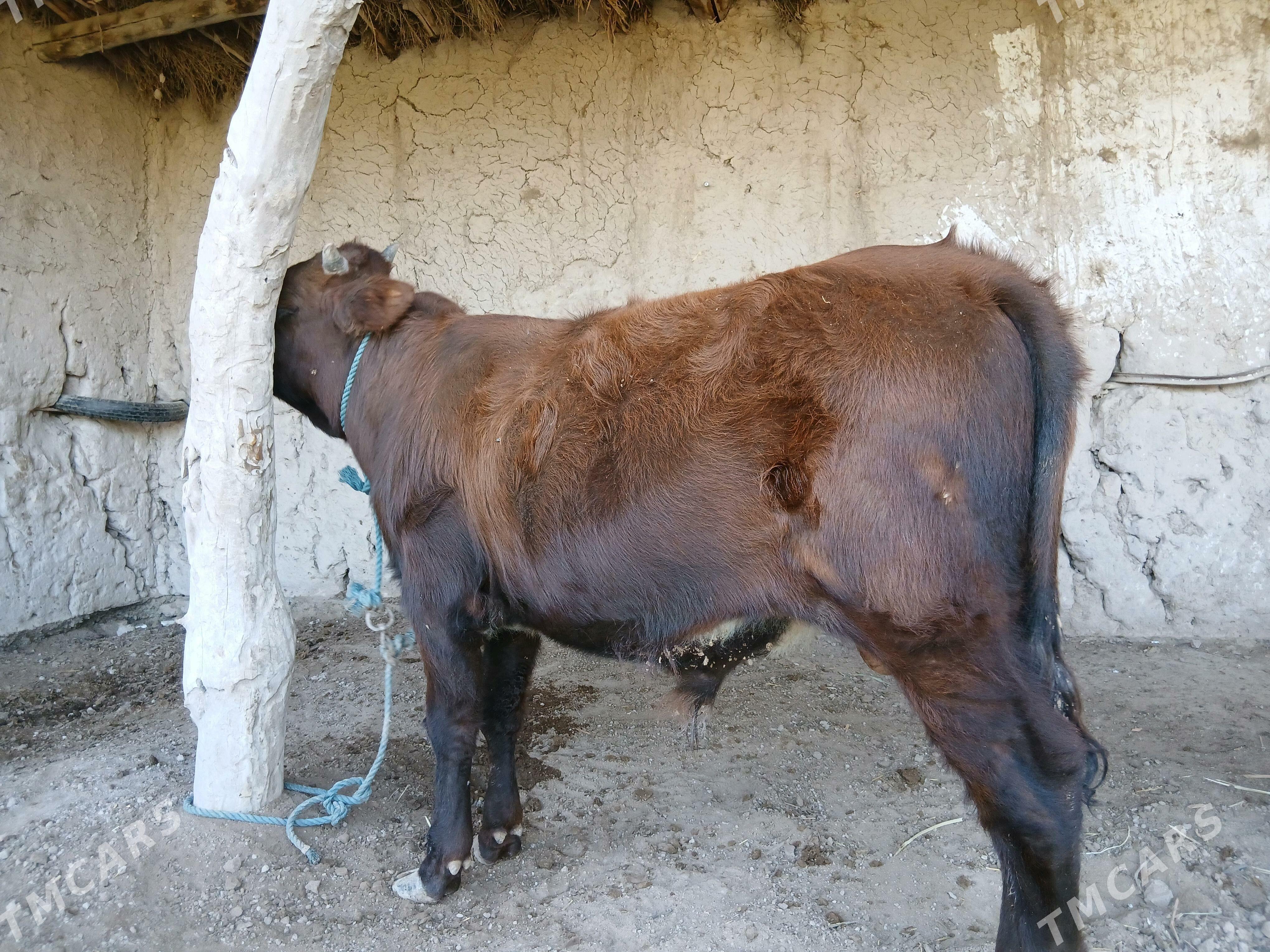 Okuz - Görogly (Tagta) - img 3