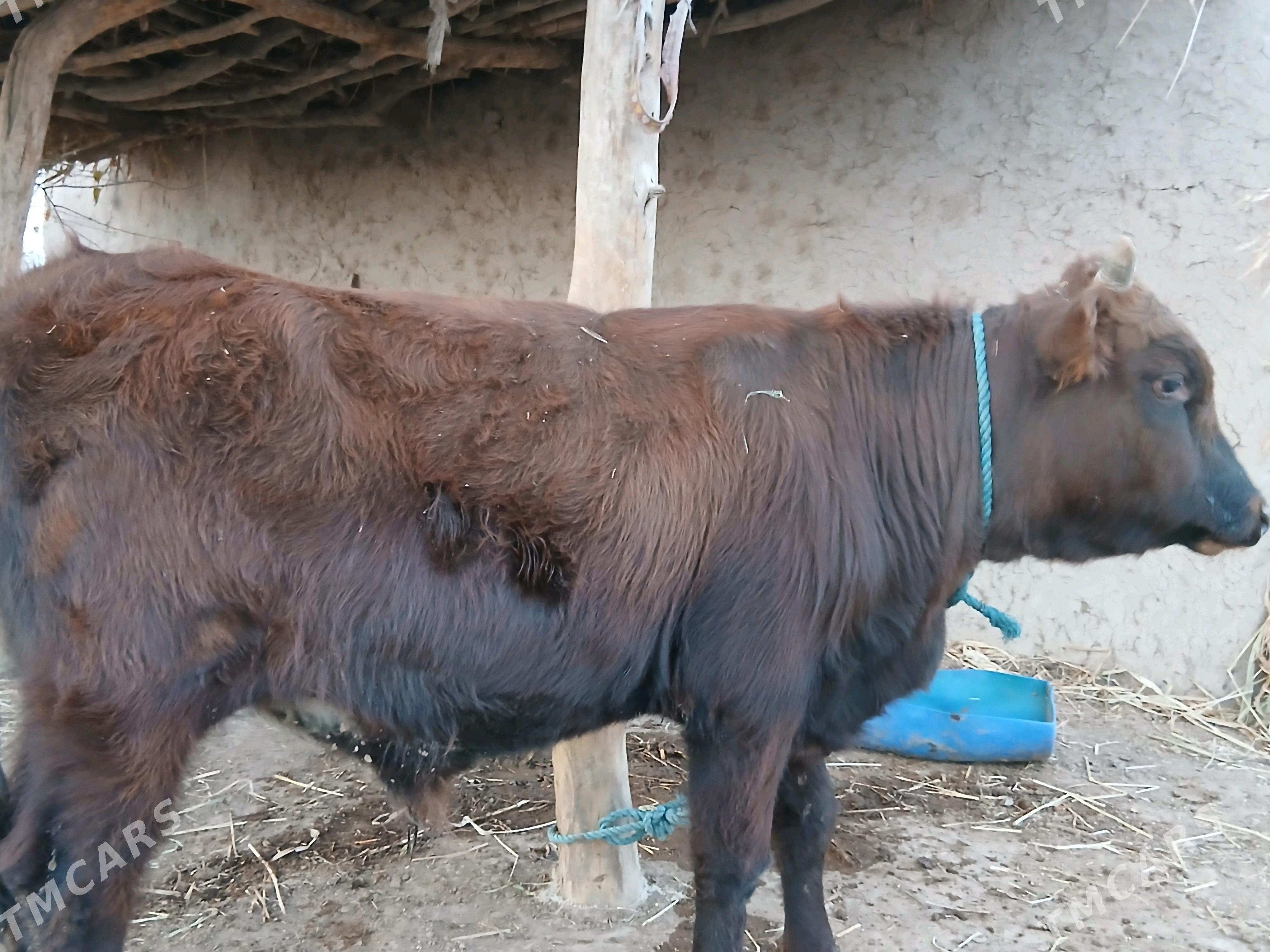 Okuz - Görogly (Tagta) - img 4