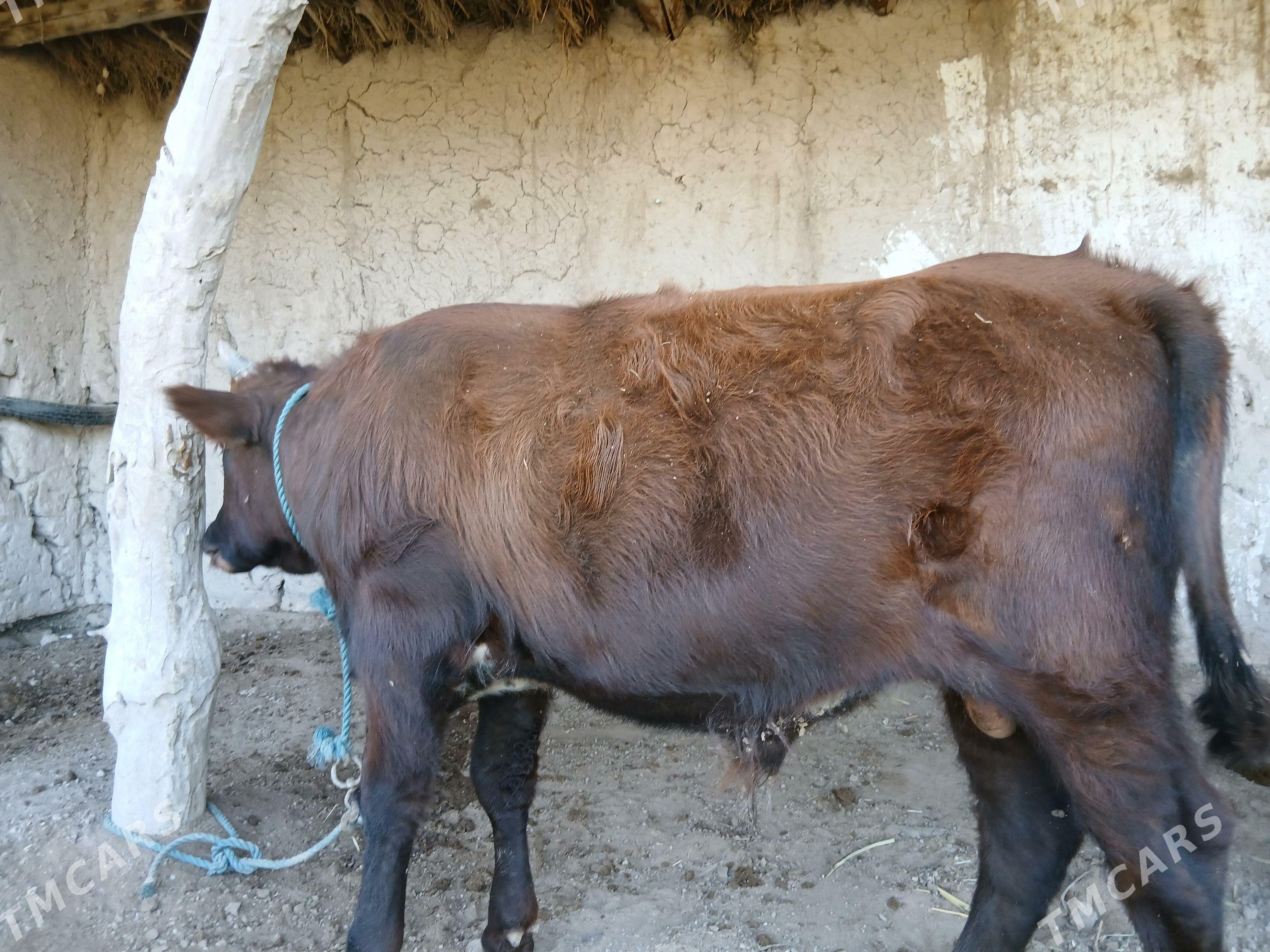 Okuz - Görogly (Tagta) - img 5