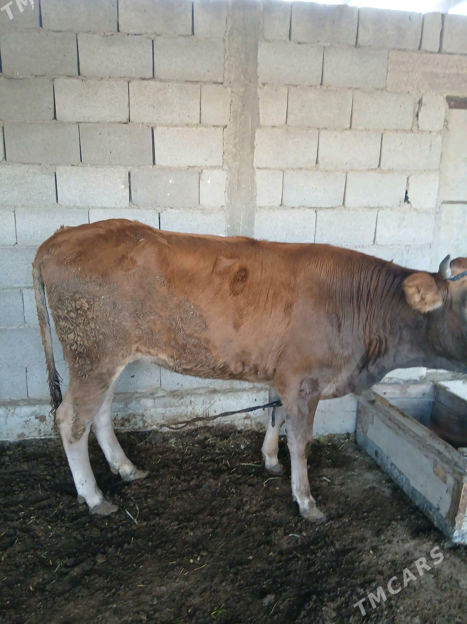 gysyr tüwe - Яшлык - img 3