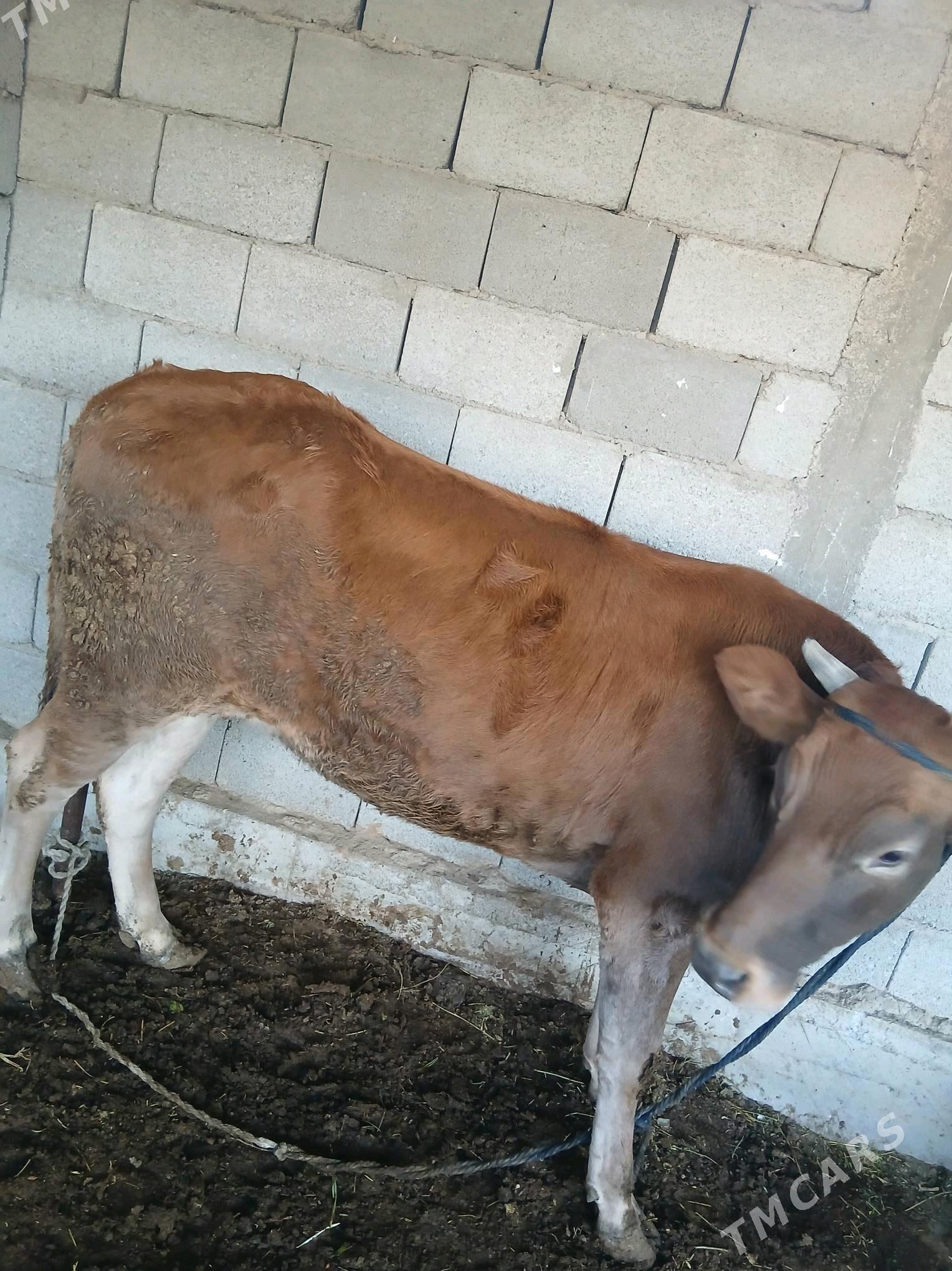 gysyr tüwe - Яшлык - img 4