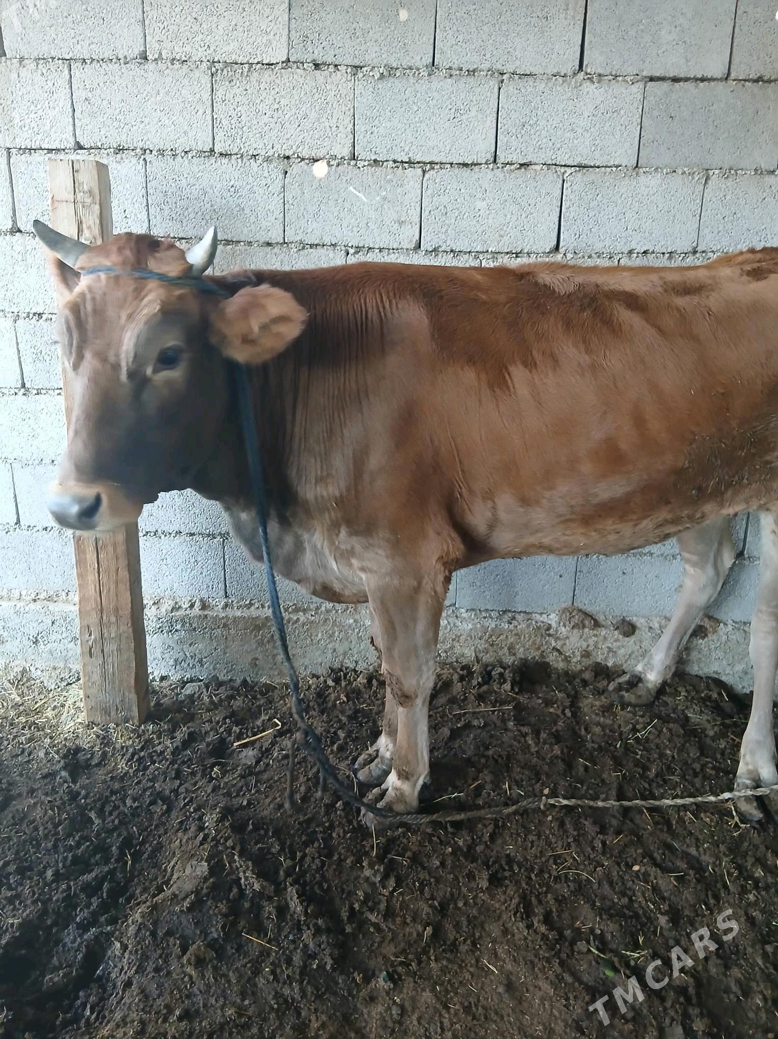 gysyr tüwe - Яшлык - img 2