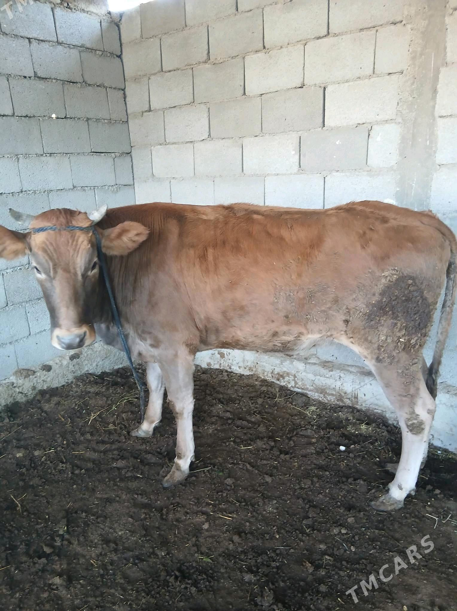 gysyr tüwe - Яшлык - img 6